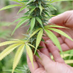 Niemcy palą trawę na potęgę